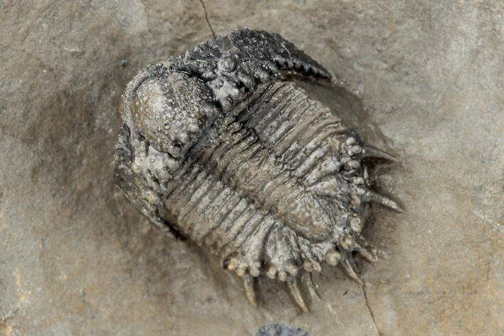 Unusual Lichid Trilobite (Akantharges) - Tinejdad, Morocco #209629
